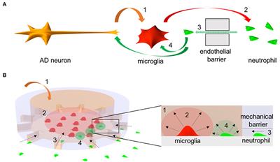 Mimicry of Central-Peripheral Immunity in Alzheimer's Disease and Discovery of Neurodegenerative Roles in Neutrophil